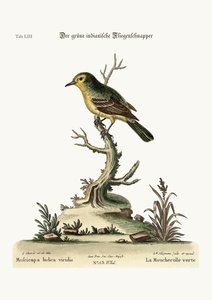 El atrapamoscas indio verde, 1749-73